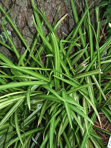 Aspidistra linearifolia 'Skinny Dippin' (Skinny Dippin' Cast Iron Plant) slide #60346