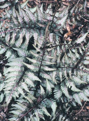Athyrium niponicum 'Pewter Lace' PP 15,721 (Japanese Painted Fern) slide #28114