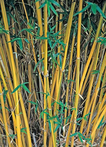 Bambusa multiplex 'Alphonse Karr' (Alphonse Karr Clumping Bamboo) slide #19235