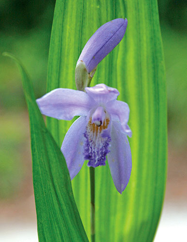 Bletilla striata 'Murasaki Shikibu' (Hardy Ground Orchid) slide #60144