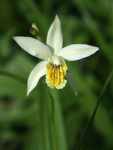 Bletilla ochracea 'Chinese Butterfly' Strain (Chinese Butterfly Hardy Ground Orchid) slide #60352