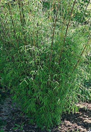 Borinda angustissima (Narrow Leaf Clumping Bamboo) slide #29675