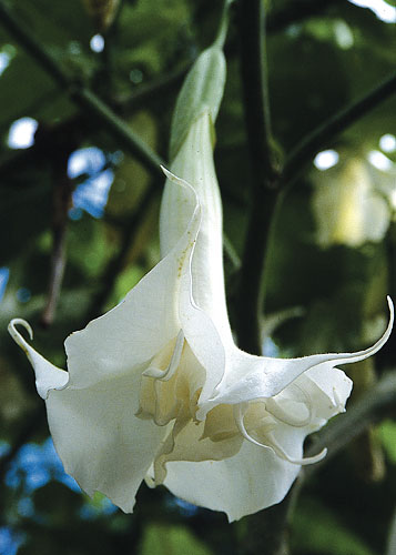 Brugmansia x candida 'Double White' (Double White Angel Trumpet) slide #20091