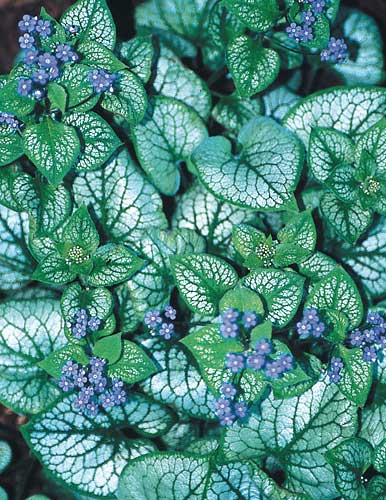 Brunnera macrophylla 'Jack Frost' PP 13,859 (Jack Frost Siberian Bugloss) slide #28255