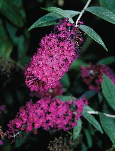 Buddleia 'Attraction' (Attraction Butterfly Bush) slide #18053