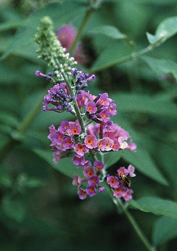 Buddleia x weyeriana 'Bicolor' (Bicolor Butterfly Bush) slide #19968