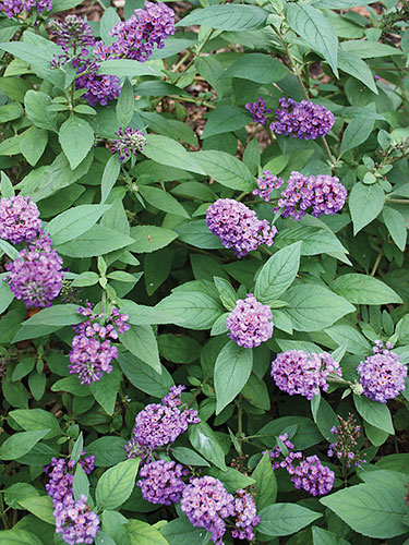 Buddleia 'Blue Chip' PP 19,991 (Blue Chip Butterfly Bush) slide #61244