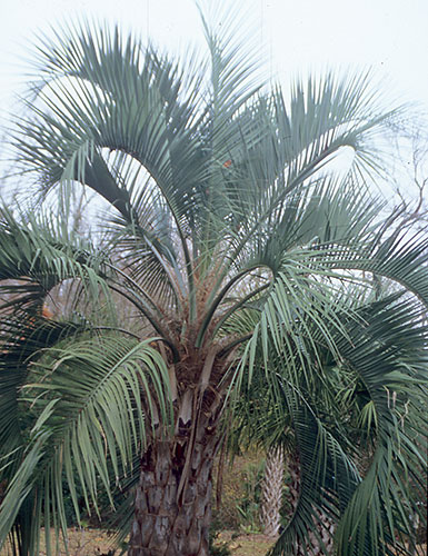 Butia capitata (Jelly Palm) slide #30333