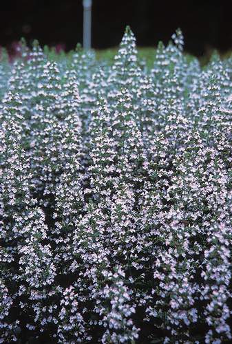 Calamintha nepeta var. nepeta (Lesser Calamint) slide #12815