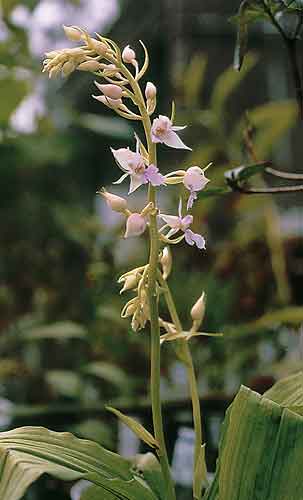 Calanthe reflexa (Hardy Terrestrial Orchid) slide #11480