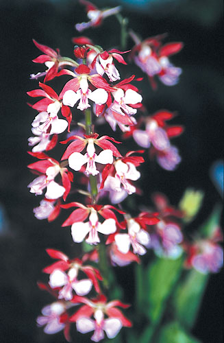 Calanthe x Kozu Spice (Hardy Calanthe Orchid) slide #28320