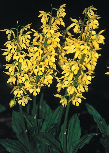 Calanthe sieboldii (Hardy Calanthe Orchid) slide #28603