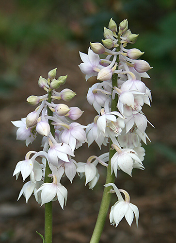 Calanthe aristulifera (Hardy Calanthe Orchid) slide #61399