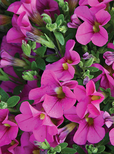 Calibrachoa 'Mini Famous Pink' (Minifamous Pink False Petunia) slide #61247