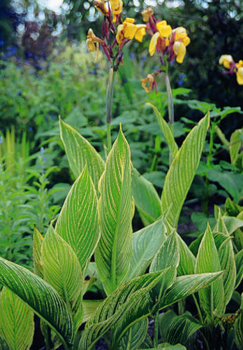 Canna 'Minerva' (Yellow Flowered Variegated Canna) slide #11352