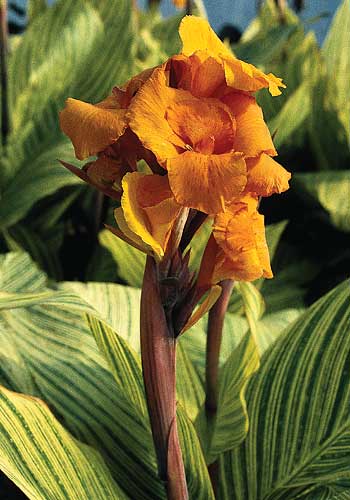 Canna 'Bengal Tiger' (Bengal Tiger Variegated Canna Lily) slide #16315