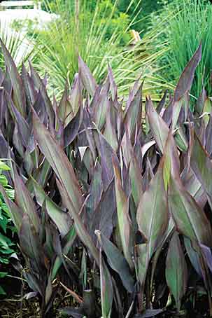 Canna 'Intrigue' (Intrigue Canna Lily) slide #17184