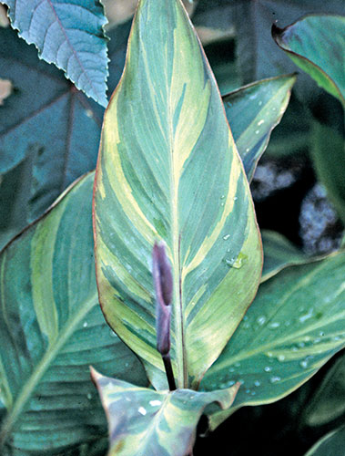 Canna 'Thai Rainbow' (Thai Rainbow Canna Lily) slide #23819