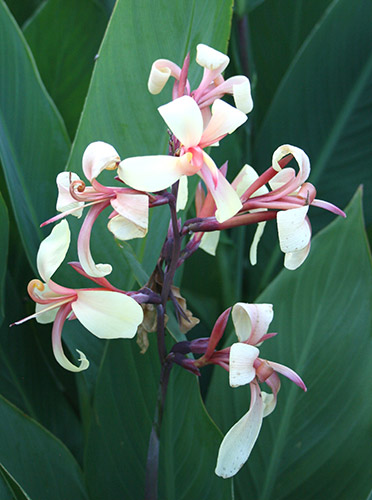 Canna glauca 'Panache' (Panache Canna Lily) slide #60930