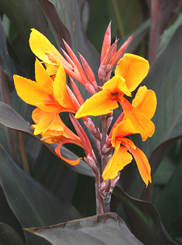 Canna 'Pacific Beauty' (Pacific Beauty Canna Lily) slide #60932