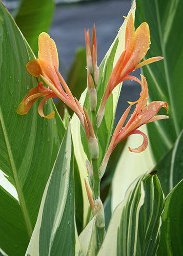 Canna 'Stuttgart' (Stuttgart Canna Lily) slide #60933