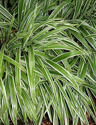 Carex siderosticta 'Variegata' (Striped Broad Leaf Sage) slide #60354