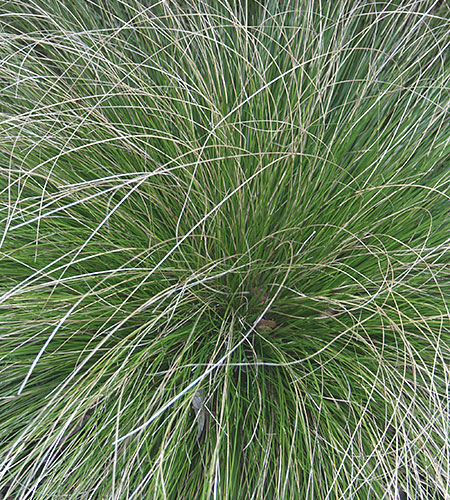 Carex retroflexa 'Bonnie and Clyde' (Bonnie and Clyde Reflexed Sedge) slide #62097