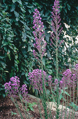 Carphephorus paniculatus coll. #A17NC-008 (Hairy Chaffhead) slide #27597