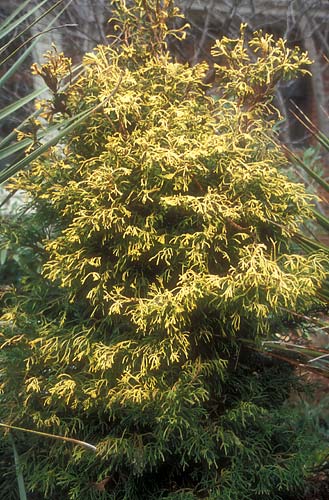 Chamaecyparis obtusa 'Tsatsumi Gold' (Tsatsumi Gold Hinoki Cypress) slide #28105