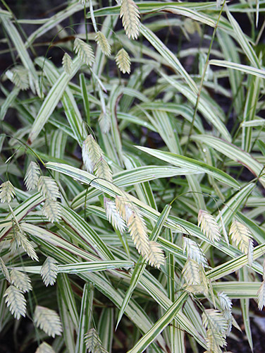 Chasmanthium latifolium 'River Mist' PPAF (River Mist Northern Sea Oats) slide #61251