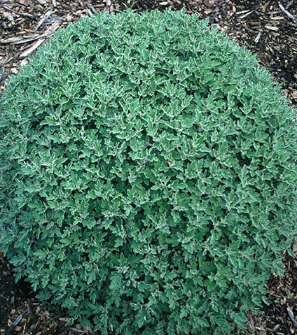 Chrysanthemum 'Snow Dome' (Snow Dome Chrysanthemum) slide #19863