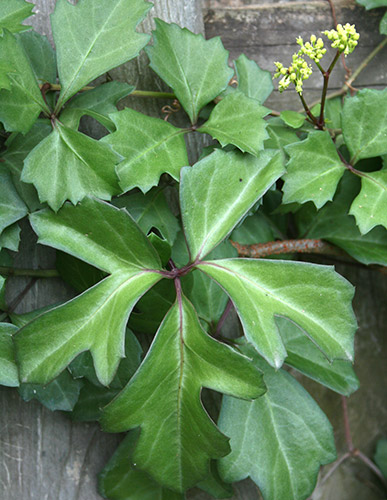 Cissus trifoliata (Possum Grape Ivy) slide #60826