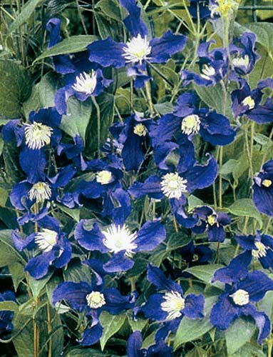 Clematis 'Zobluepi' PPAF (Blue Pirouette Clematis) slide #25191