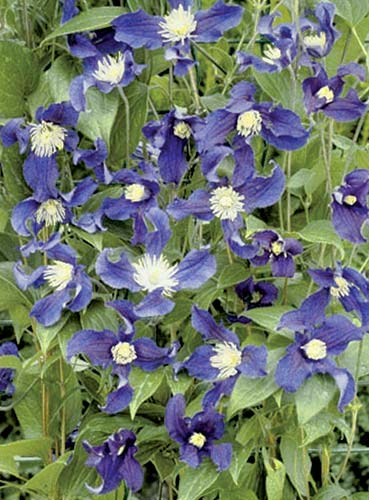 Clematis 'Zobluepi' PPAF (Blue Pirouette Clematis) slide #26954
