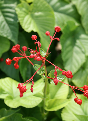 Clerodendron speciosissimum (Giant Red Glory Bower) slide #60098