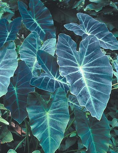 Colocasia esculenta 'Coal Miner' (Coal Miner Elephant Ear) slide #27169