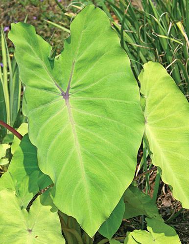 Colocasia esculenta 'Elena' PPAF (Elena Elephant Ear) slide #60158