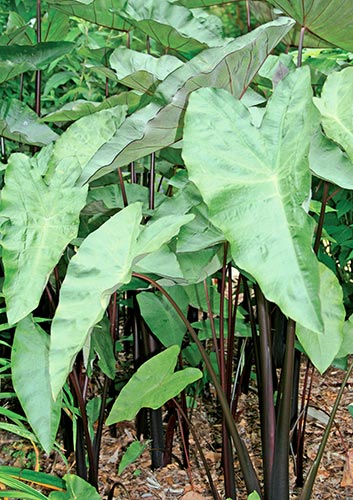 Colocasia 'Blackwater' (Blackwater Elephant Ear) slide #60238