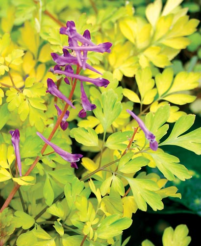 Corydalis 'Berry Exciting' PP 18,917 (Berry Exciting Corydalis) slide #30188