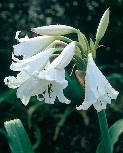Crinum 'White Prince' (White Prince Crinum Lily) slide #17354