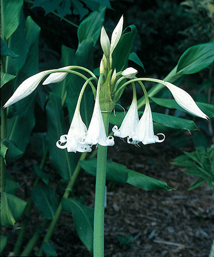 Crinum 'White Queen' (White Queen Crinum Lily) slide #18940