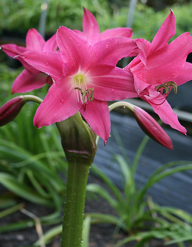 Crinum 'Infusion' (Infusion Crinum Lily) slide #61184