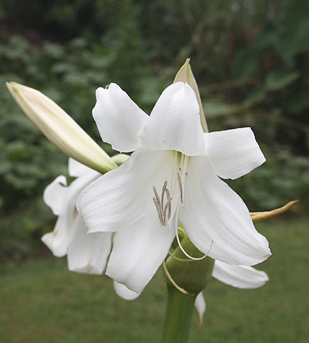 Crinum 'White Emperor' (White Emperor Crinum Lily) slide #62105