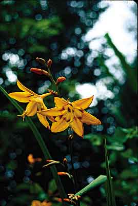 Crocosmia 'Star of the East' (Star of the East Montbretia) slide #15855