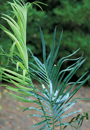 Cycas panzhihuaensis (Panzihua Sago Palm) slide #60073