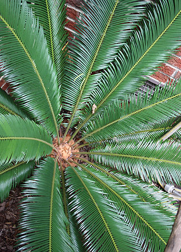 Cycas taitungensis (Tongue Tied Cycad) slide #61260