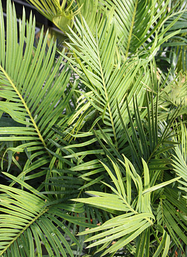 Cycas taitungensis x guizhouensis (Hybrid Hardy Sago Palm) slide #62068