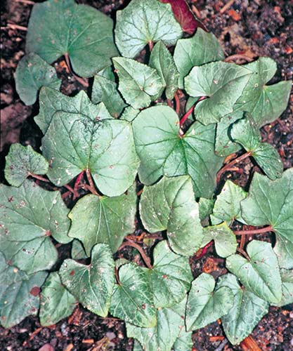 Cyclamen hederifolium 'Silver Cloud' (Silver Cloud Hardy Cyclamen) slide #28040