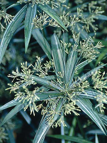 Cyperus albostriatus 'Variegatus' (Dwarf Striped Umbrella Plant) slide #24035