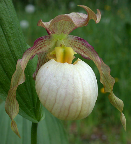 Cypripedium 'Gisela Pastel' <a class=reg href='http://www.cypripedium.de'  target='frosch'> Frosch </a> (Gisela Pastel Ladyslipper Orchid) slide #30193